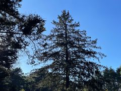 -庐山风景区花径公园