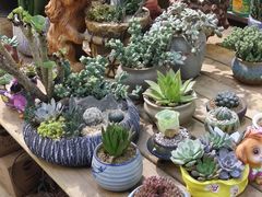 -双季花艺园艺市场(浦东店)