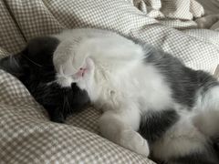 -猫大福·Fortune Cat猫舍(百子湾店)