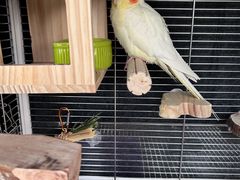 -爱侣宠医·鹦鹉专科·小型哺乳类·异宠专科(灵石路店)