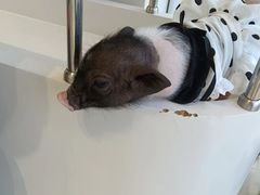 -怪兽屋·羊驼·猫咖·狗咖(俊华广场店)