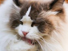 -喵屿·大理花园猫咖