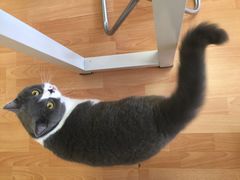 -猫音日语留学培训