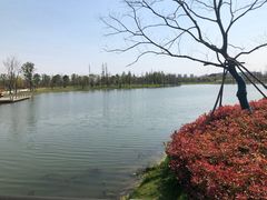 -羊山湖公园