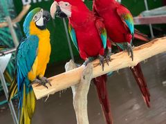 -西双版纳原始森林公园