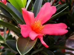 -秦美花卉(天朗·莱茵小城2期店)