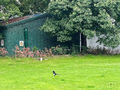 -武汉大学-樱园