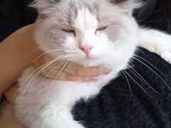 -喵喵咪呀布偶猫咖(春熙路店)
