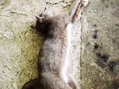 -咊记茅草棚柴火鸡(乌当店)