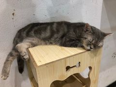 -猫色咖啡·猫咖
