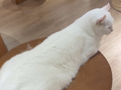 -有猫主题·治愈系猫咖(曾厝垵店)