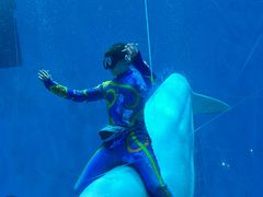 -芜湖新华联大白鲸海洋公园