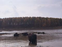 -塞罕坝国家级自然保护区