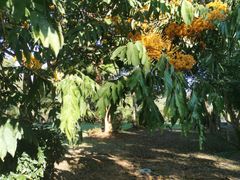 -中国科学院西双版纳热带植物园