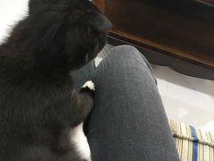 -欧奕国际动物医院