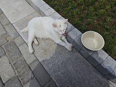 -高旻寺