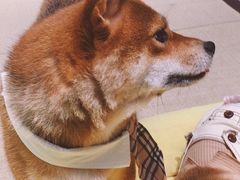 -逗柴咖啡屋·狗咖猫咖宠物桌游