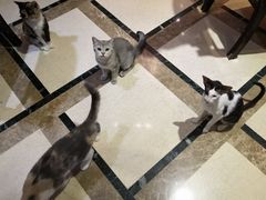 -猫色咖啡·猫咖