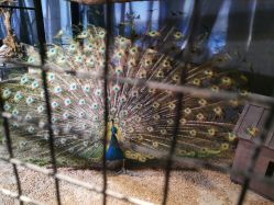 -酷嗒动物文化乐园(cutezoo西溪乐天城店)