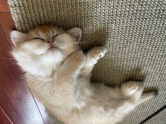 -猫十亿·布偶金渐层·曼基康矮脚猫舍(青年路店)