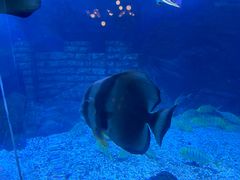 -烟台海昌鲸鲨海洋公园