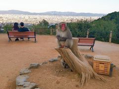 -岚山猴子公园