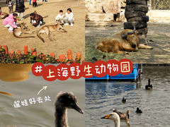 -上海野生动物园