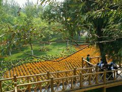 -武清南湖绿博园