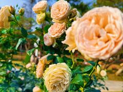 -人民公园(罗湖区)