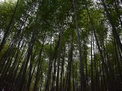 -西湖风景区十里琅珰-五云山