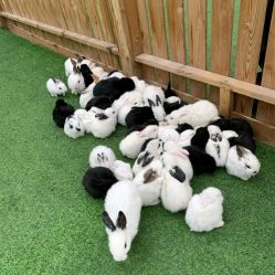 -萌宠亲子动物乐园(槐房万达店)