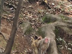 -黔灵山公园