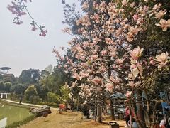 -铁山坪森林公园