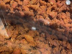 -乔波食品(杜桥中心菜场店)