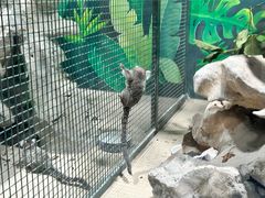 -上海大自然野生昆虫馆(东方明珠·爬宠昆虫探索中心)