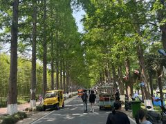 -黄海国家森林公园