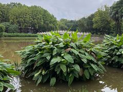 -华南师范大学石牌校区陶园