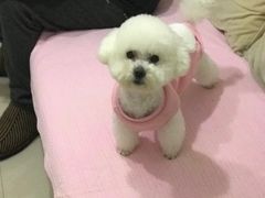 -PETKIT小佩宠物(昭化店)