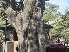 -晋祠公园