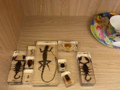 -TOOTSCIENCE 托特科学 科学实验编程乐高思维逻辑(龙湖狮山中心店)