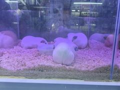 -花鸟鱼虫鲜花绿植市场(玉泉路店)