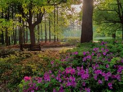 -上海共青森林公园