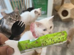 -楼上猫咖(罗湖店)