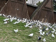 -上海野生动物园