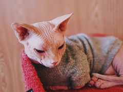 -猫腻·猫咖·撸猫馆(星光大道店)