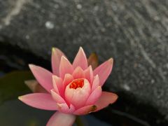 -中国科学院华南植物园