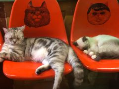 -猫咪博物馆(顶澳仔猫街店)