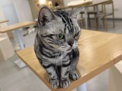 -有喵·猫咖·狗咖·30几只猫10只小狗(岗厦店)