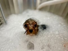 -comecome来吧宠物(奥克斯中心店)