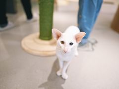 -飞行喵MR PILOT|猫舍·猫咖(静安大融城店)